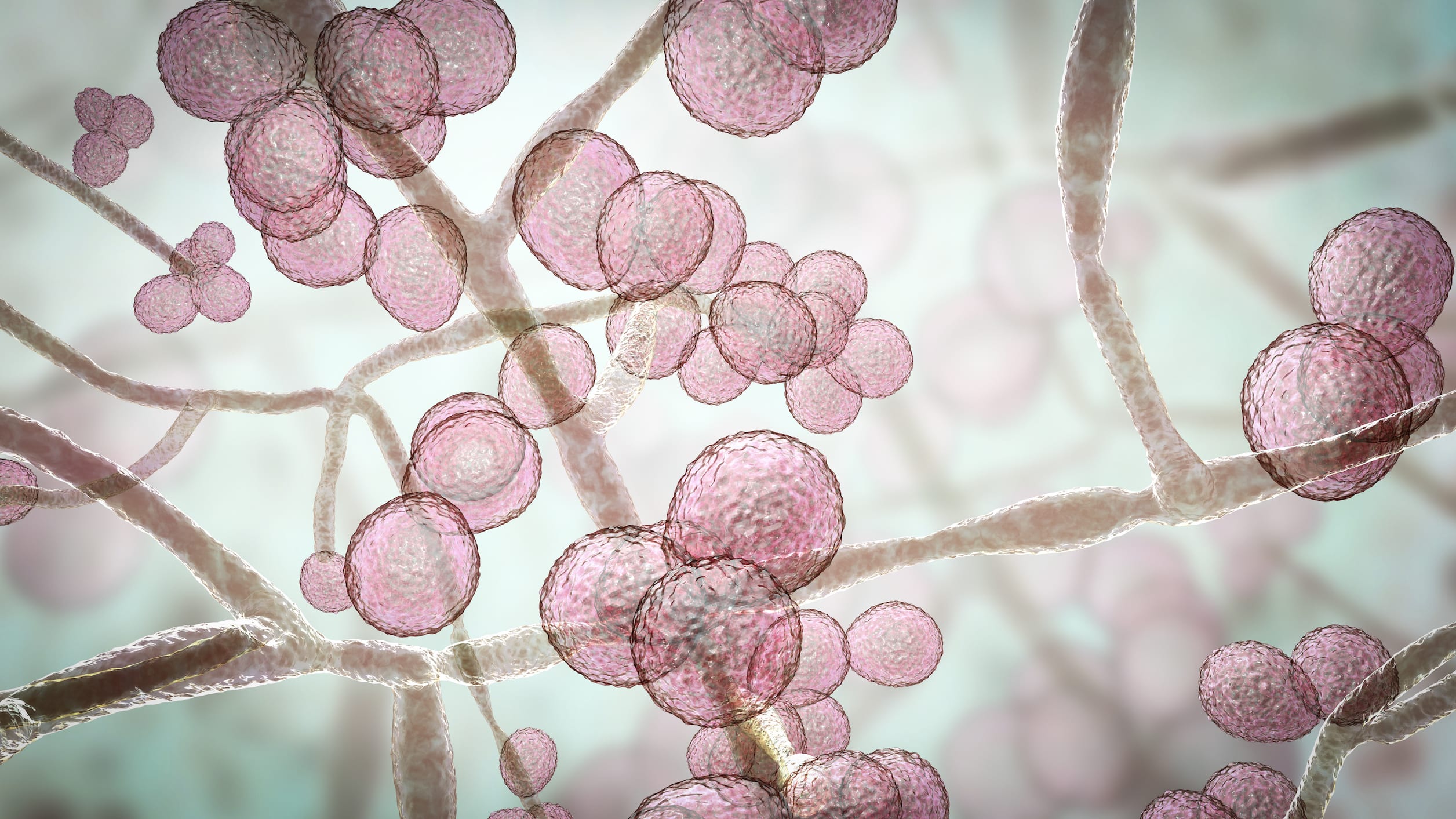 candida and headaches – i feel absolutely amazing