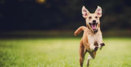 case studies with animal cmo