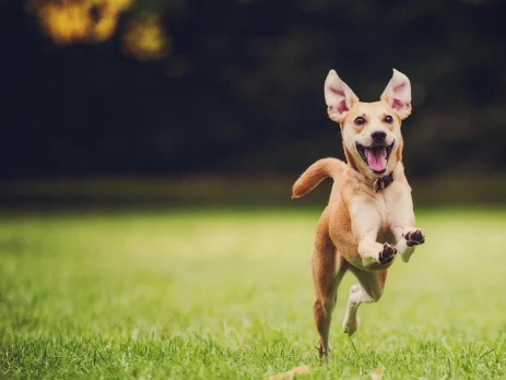 case studies with animal cmo