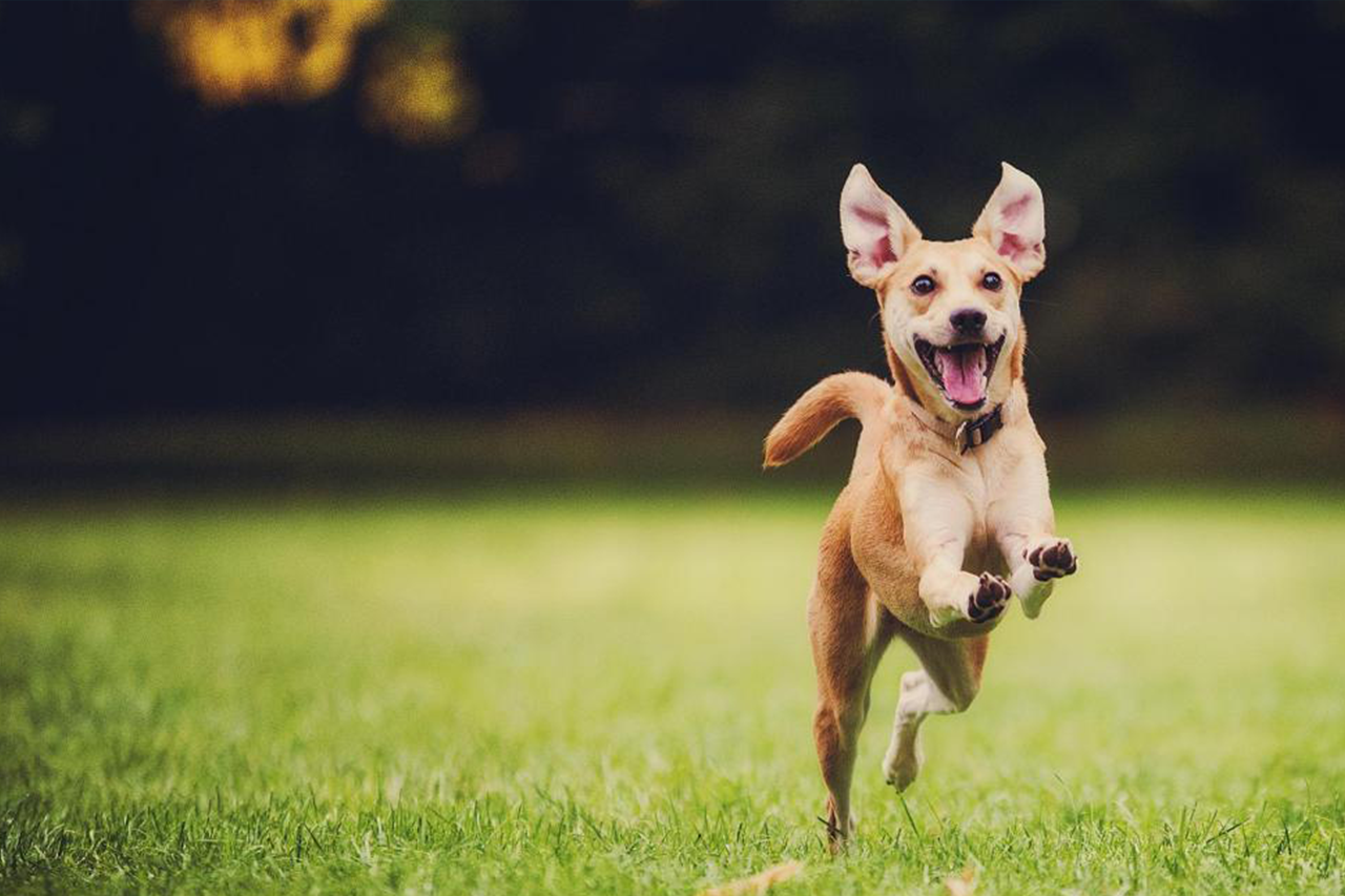 case studies with animal cmo